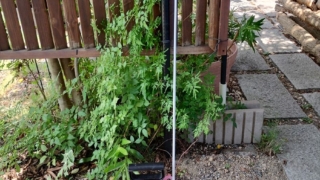 Thumbnail of post image 035
