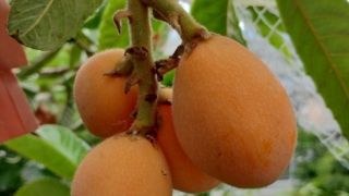 Thumbnail of post image 092