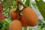 琵琶の食害とネットがけ・収穫